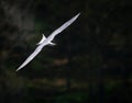 Flying common fish tern searching for food