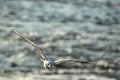 Flying common gull