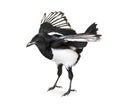 Flying Common Magpie, Pica pica, taking off