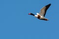 Flying common shelduck on the west coast,Halland,Varberg, Sweden