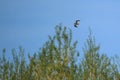 Flying common snipe