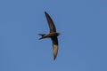 Flying Common Swift Apus apus Royalty Free Stock Photo