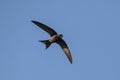 Flying Common Swift Apus apus Royalty Free Stock Photo