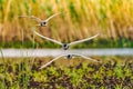 Flying Common Tern as seen in the Danube Delta, Europe