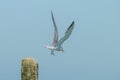 Flying of Common Tern Royalty Free Stock Photo