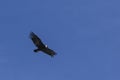 Flying Condor against a blue sky Royalty Free Stock Photo