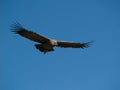 Flying condor in the Colca canyon