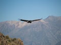 Flying condor in the Colca canyon Royalty Free Stock Photo