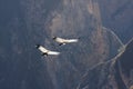 Flying condor over Colca canyon in Peru, South America.