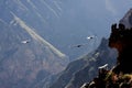 Flying condor over Colca canyon in Peru, South America.