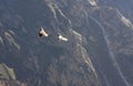 Flying condor over Colca canyon in Peru, South America. Royalty Free Stock Photo