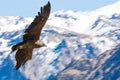 Flying condor over Colca canyon,Peru,South America Royalty Free Stock Photo