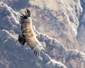 Flying condor over Colca canyon,Peru,South America This is a condor the biggest flying bird Royalty Free Stock Photo