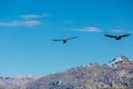 Flying condor over Colca canyon,Peru,South America. This is condor the biggest flying bird on earth Royalty Free Stock Photo
