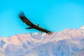 Flying condor over Colca canyon,Peru,South America. This condor the biggest flying bird Royalty Free Stock Photo