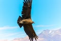 Flying condor over Colca canyon,Peru,South America. This condor the biggest flying bird Royalty Free Stock Photo