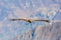 Flying condor over Colca canyon,Peru,South America. This condor the biggest flying bird Royalty Free Stock Photo