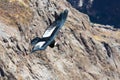 Flying condor over Colca canyon,Peru,South America. This condor the biggest flying bird Royalty Free Stock Photo