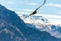 Flying condor over Colca canyon,Peru,South America. This condor the biggest flying bird Royalty Free Stock Photo