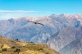 Flying condor over Colca canyon,Peru,South America This is a condor the biggest flying bird Royalty Free Stock Photo