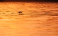 Flying coot Royalty Free Stock Photo