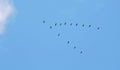 Flying Cormorant birds , Lithuania Royalty Free Stock Photo