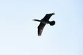 A flying Cormorant on the nationalpark of curonian spi in LLithuania