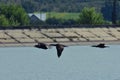 Flying cormorant over the lake. Phalacrocorax lucidus in freedom Royalty Free Stock Photo