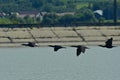 Flying cormorant over the lake. Phalacrocorax lucidus in freedom Royalty Free Stock Photo