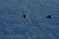 Flying cormorant over the lake. Phalacrocorax lucidus in freedom Royalty Free Stock Photo