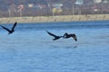 Flying cormorant over the lake. Phalacrocorax lucidus in freedom Royalty Free Stock Photo