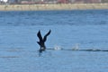 Flying cormorant over the lake. Phalacrocorax lucidus in freedom Royalty Free Stock Photo