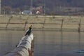 Flying cormorant over the lake. Phalacrocorax lucidus in freedom Royalty Free Stock Photo