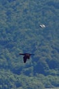 Flying cormorant over the lake. Phalacrocorax lucidus in freedom Royalty Free Stock Photo