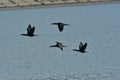 Flying cormorant over the lake. Phalacrocorax lucidus in freedom Royalty Free Stock Photo