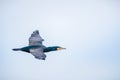 A flying cormorant with the sky as background Royalty Free Stock Photo