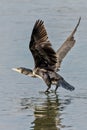 Flying cormorant Royalty Free Stock Photo