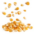 Flying corn seeds isolated on transparent background Royalty Free Stock Photo