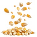Flying corn seeds isolated on transparent background Royalty Free Stock Photo