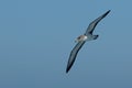 Flying Cory's Shearwater Royalty Free Stock Photo