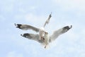 Flying couple common seagull on sky