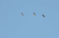 Flying crane birds