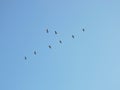 Flying crane birds Royalty Free Stock Photo