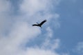 Flying crane at the sky Royalty Free Stock Photo