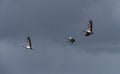 Flying cranes near Lake Tunamal Mongolia