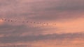Flying cranes during sunrise near Bisdorf, Germany