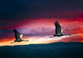 Flying cranes in the sunrise and it`s raining Royalty Free Stock Photo