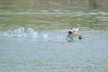 Flying Crested Grebe