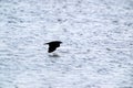 Flying crow above water