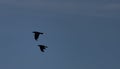 Flying crow black silhouette with blue sky Royalty Free Stock Photo